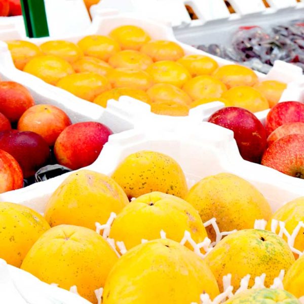 Agrobox - Caixa de Frutas em EPS - (Isopor) - Isofort - Imagem 5