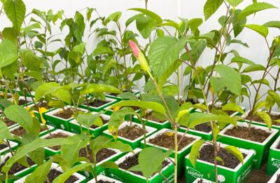 Isofort_Industria de EPS_Matriz_Mudas